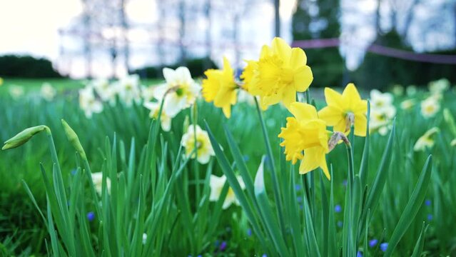 Gelbe Narzisse, Osterglocken in einem Park