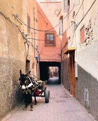 donkey and cart in the streets of Marrakech, Morocco