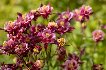 Fototapeta na wymiar Tender purple pink white aquilegia bells flowers on the sunny weather.