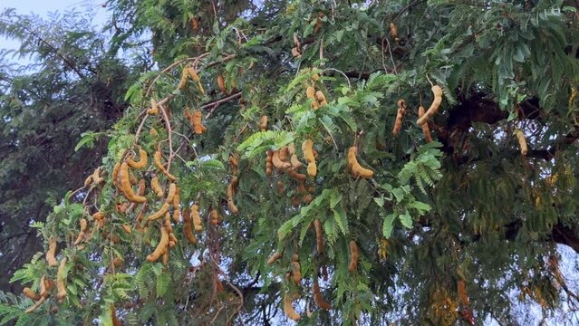 Fresh tamarind fruit on the tree