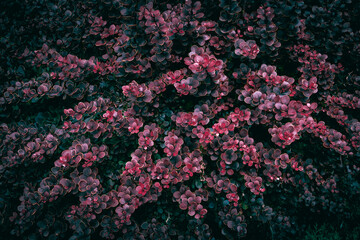Moody red Barberry bush leaves texture
