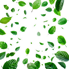 Fototapeta premium Falling green leaves on transparent background