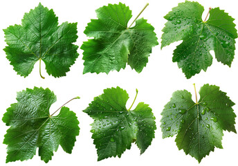 Green grape leaves isolated - obrazy, fototapety, plakaty