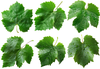 Green grape leaves isolated
