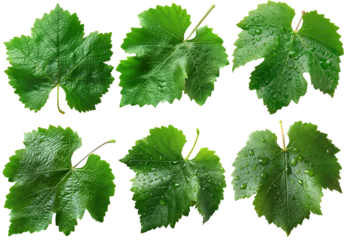 Fotobehang Green grape leaves isolated © Oksana Y
