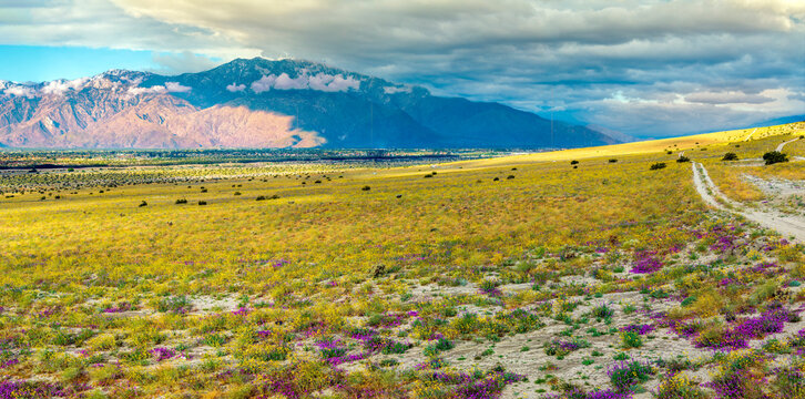 Dappled light from stormy clouds falling on wildflower covered desert hills near Palm Springs