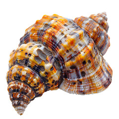Fototapeta premium Colorful seashell PNG. Sea shell isolated. Colorful salt water seashell top view PNG. Seashell flat lay PNG