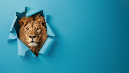 An intense lion face peers through a jagged blue paper hole, symbolizing observation and vigilance