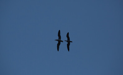 Two seagulls fly with cloudy sky