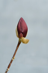 Magnolia Genie flower bud