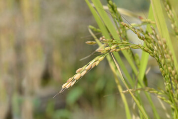 Fototapeta premium Japonica rice