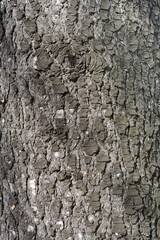 Blue atlas cedar bark detail