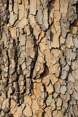 London plane bark detail