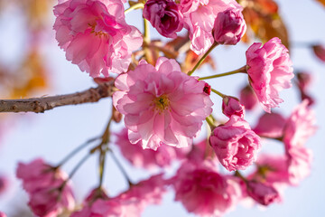 Beautiful nature scene with blooming pink sakura tree in spring