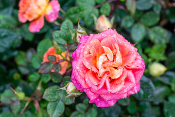 Hong Kong 2024 travel