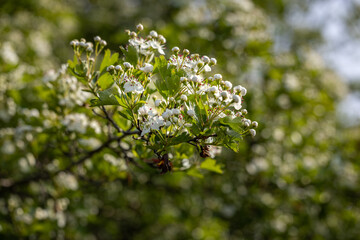 Beautiful spring scene with hawthorn tree blossom