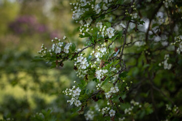 Beautiful spring scene with hawthorn tree blossom