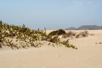 Desert landscape with small dunes and dry vegetation, Lanzarote, Spain