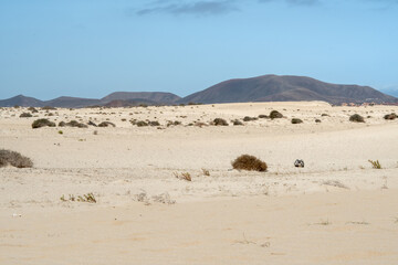 desert landscape with small dunes and dry vegetation