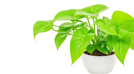 pothos plant in a pot