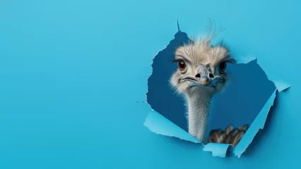 Deurstickers A curious ostrich appears through a torn hole in a vibrant blue paper, creating a funny and engaging view © Fxquadro