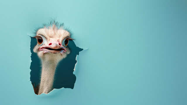 A whimsical ostrich peeks through a jagged hole, with a mock surprise on its face against a teal backdrop