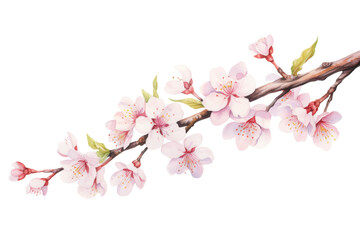 Obraz premium Watercolor blossom branch clipart isolated on transparent background