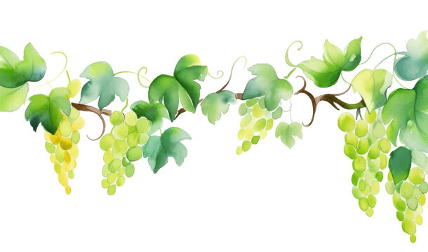 Watercolor print of vine border clipart isolated on transparent background