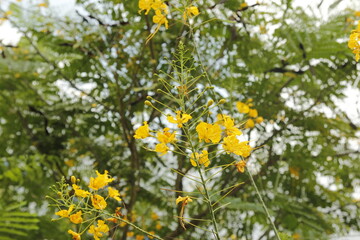 Peacock flower, a tropical small tree of family Caesalpiniaceae.