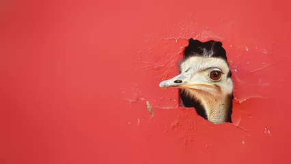 Fotobehang An inquisitive ostrich eye through a small rip in a red wall, representing exploration and scrutiny © Fxquadro