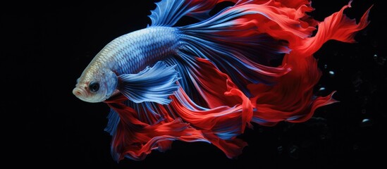 An electric blue and red betta fish gracefully swims in the darkness of the water against a black background, resembling a fictional character in a captivating art piece - obrazy, fototapety, plakaty