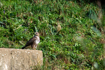 A vigilant hawk perched on a concrete ledge against a backdrop of vibrant green grass, a classic...