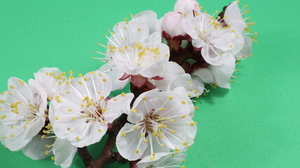 Fiori di ciliegio dolce Prunus Avium, isolati su sfondo verde.