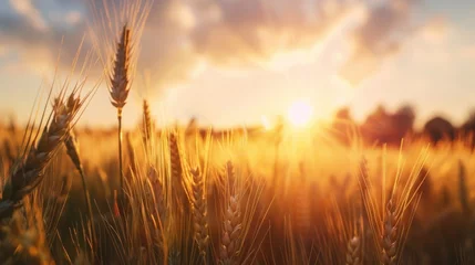 Foto op Canvas Golden Wheat Field at Sunset © Newaystock
