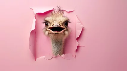 Fotobehang An ostrich's head emerges from a pink paper background, with a humorous and whimsical expression © Fxquadro