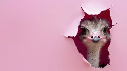 Foto op Canvas A dramatic ostrich face with detailed textures peeks through a pink paper tear, drawing attention © Fxquadro