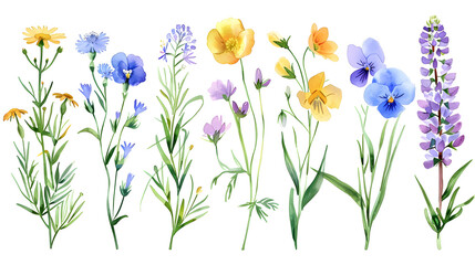 Natural Wildflower Watercolor Collection