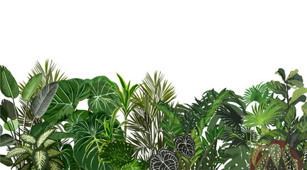 House plants and Tropical leaves background. Palm tree, monstera, succulents nature border. Tropical Plant and Foliage Growth Modern template, overlay, banner. Vector illustration isolated.