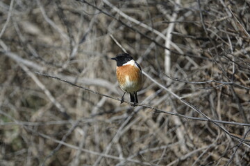 male stonechat (Saxicola torquata) island of Mallorca in early spring