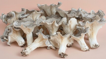 Black trumpet mushroom on delicate pastel colored background for a stunning visual contrast
