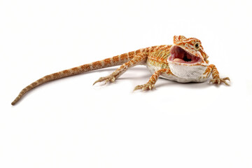 bearded dragon isolated on white	
