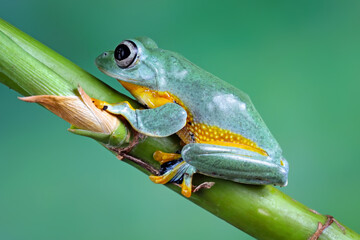 tree frog, java tree frog, flying frog sitting on a branch ( rhacophorus reinwardtii )	