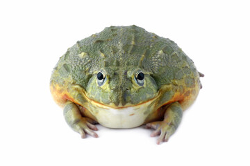 African giant bullfrog isolated on white, (Pyxicephalus adspersus)	
