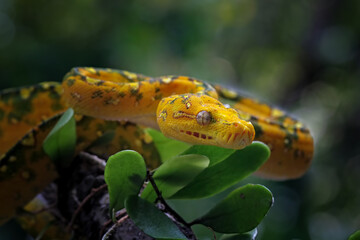 Green tree python on branch, Morelia viridis, Indonesian snake