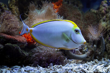 Naklejka na ściany i meble Beautiful marine fish on the coral reefs