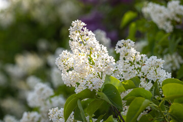 Spring background art with white lilac flowers