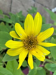 yellow flower