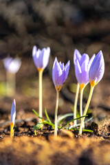 Crocus pulchellus or hairy crocus early spring purple flower after the wildfires, nature reborn - obrazy, fototapety, plakaty