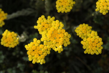goldenrod flower, immortal flower. 