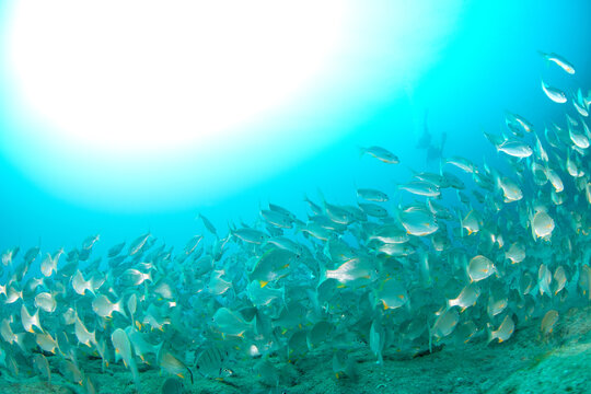 School of Axillary seabream (Pagellus acarne) underwater, Playa Flamingo, Lanzarote
